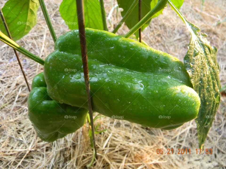 Big green. Home garden, big beautiful peppers 
