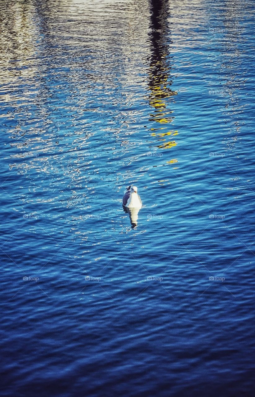 Seagull swimming a sunny day