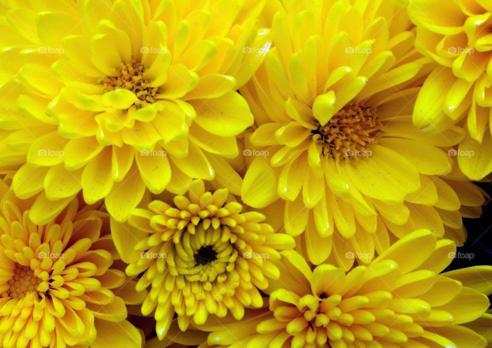 yellow mums