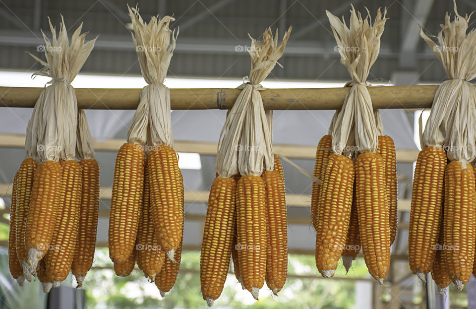 Dried corn hanging on bamboo for the seeds to cultivate