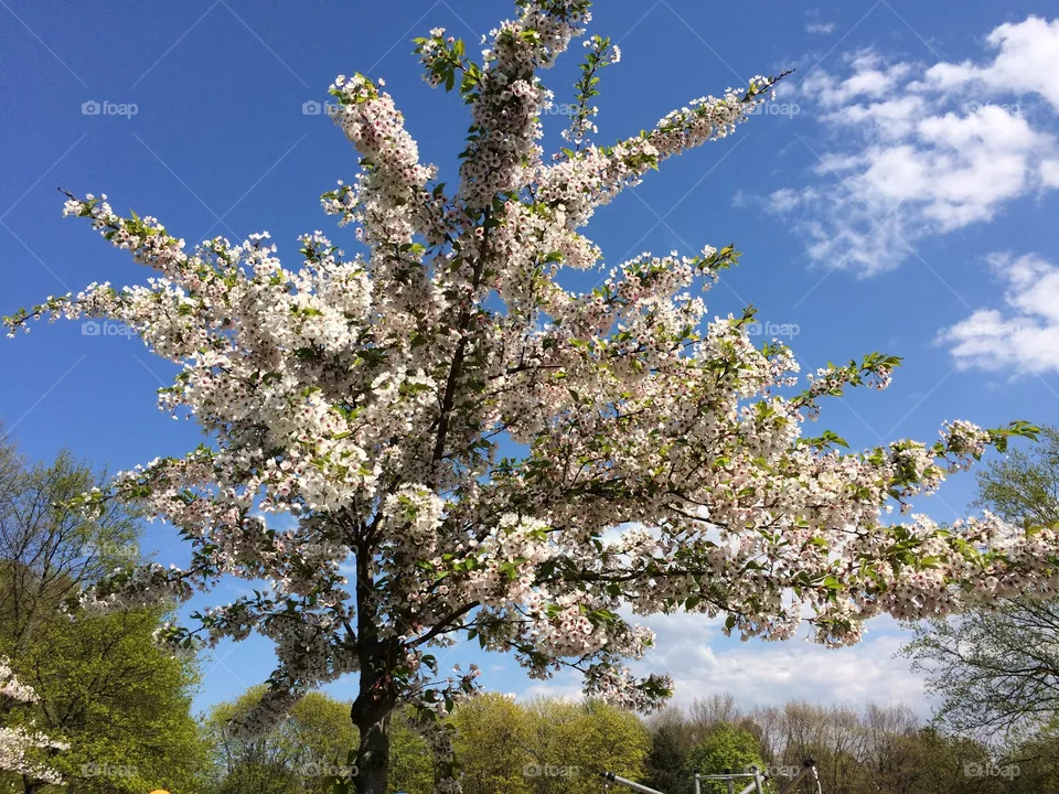 Spring