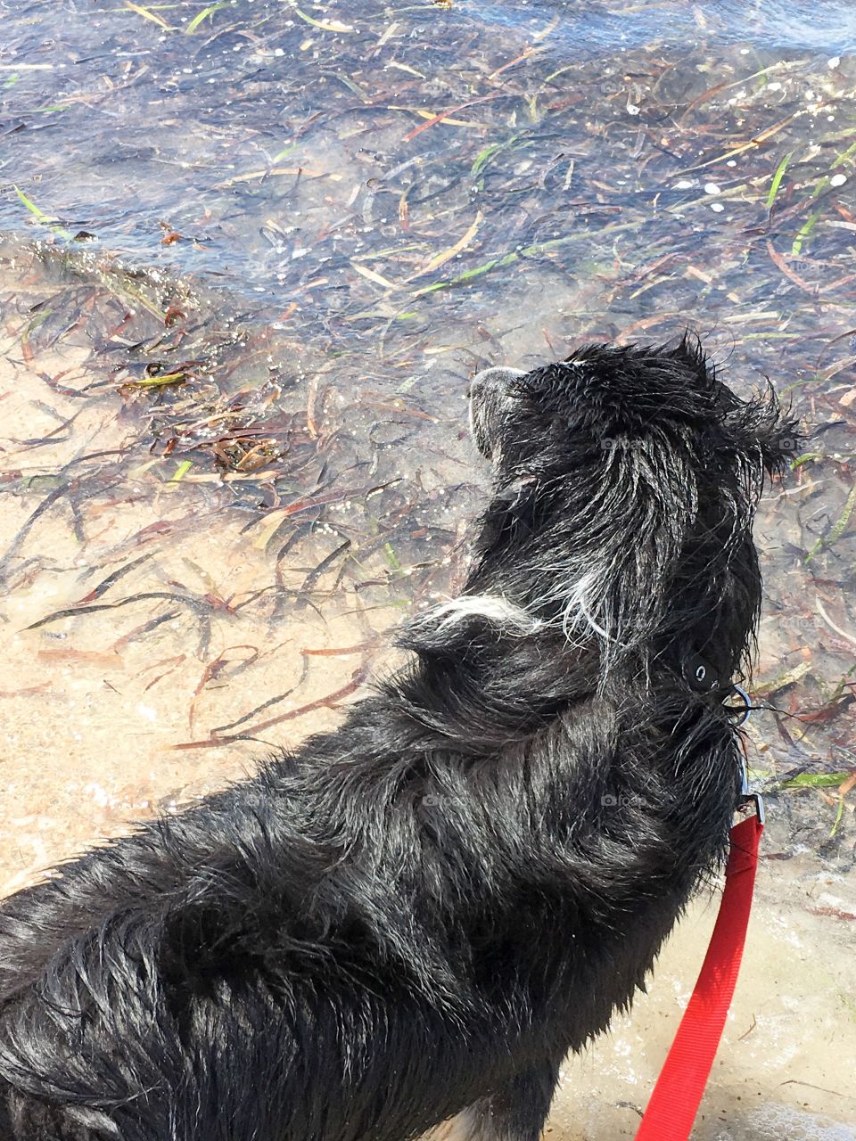 A walk on the beach in the sand, border collie dog sheepdog on walk with red leash