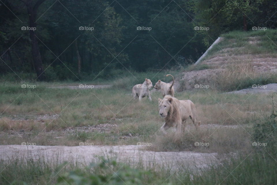 White Lion