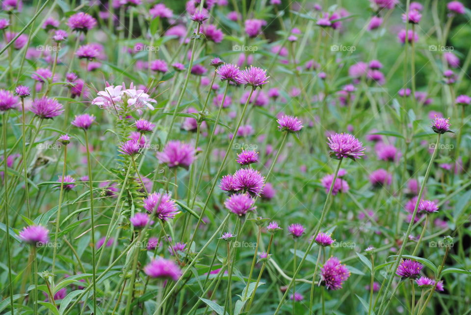 Purple Wildflowers in a Field
