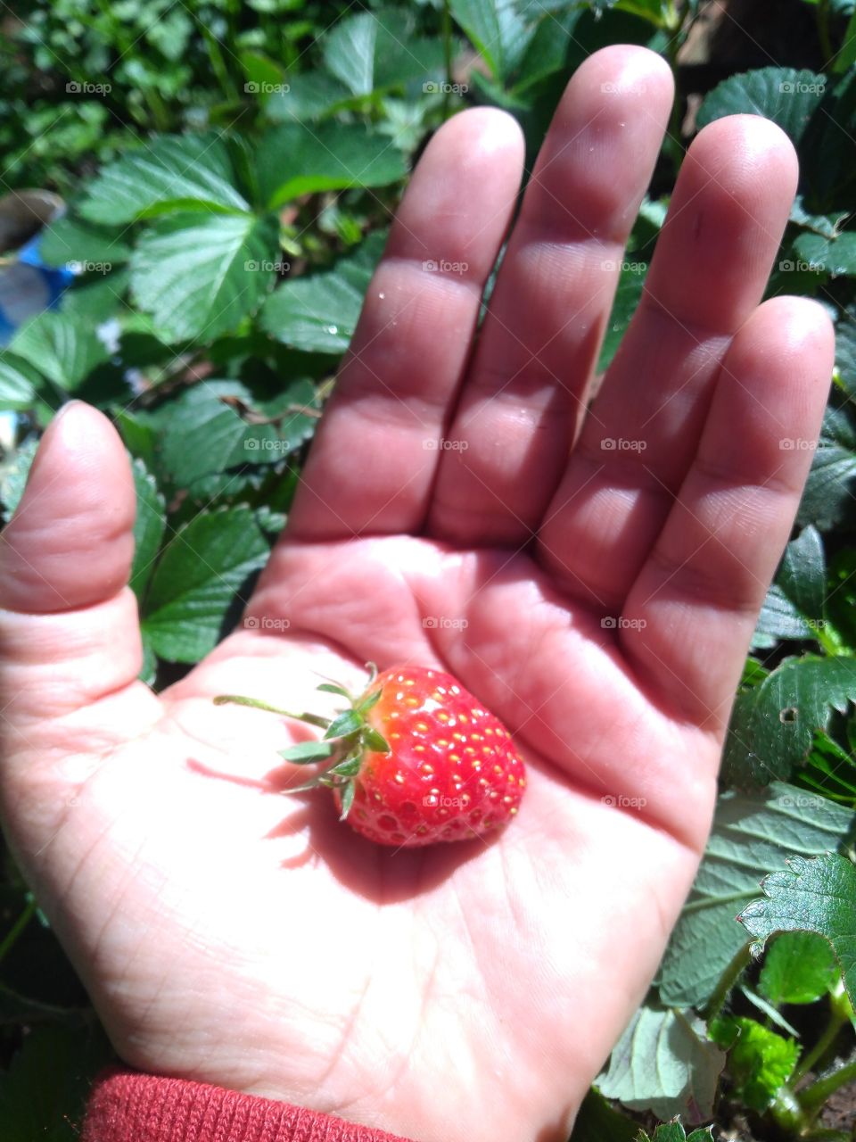 Strawberries. Who plants, crops. Moranguinho. Quem planta, colhe...