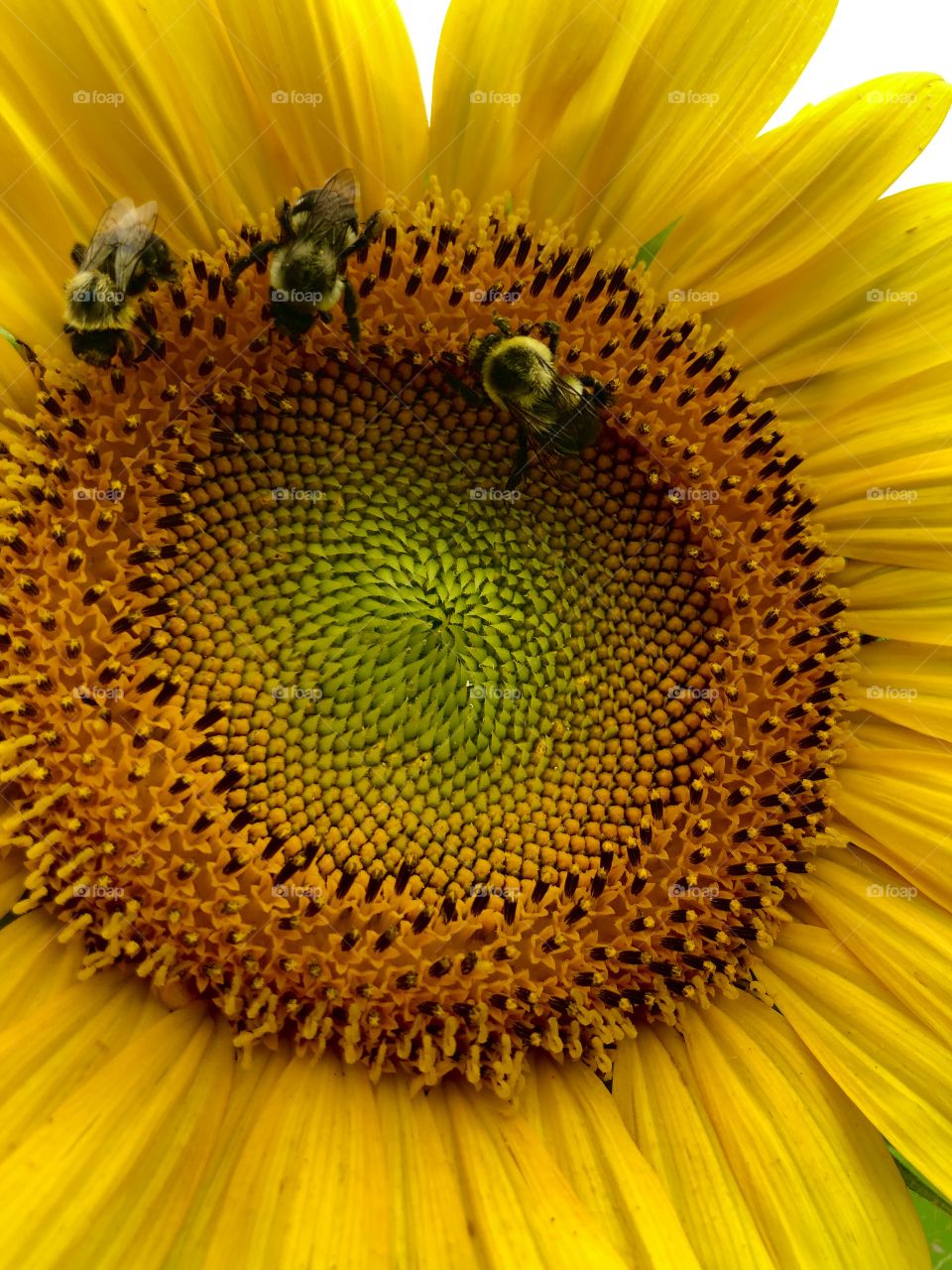 Three bees pollinating large sunflower 