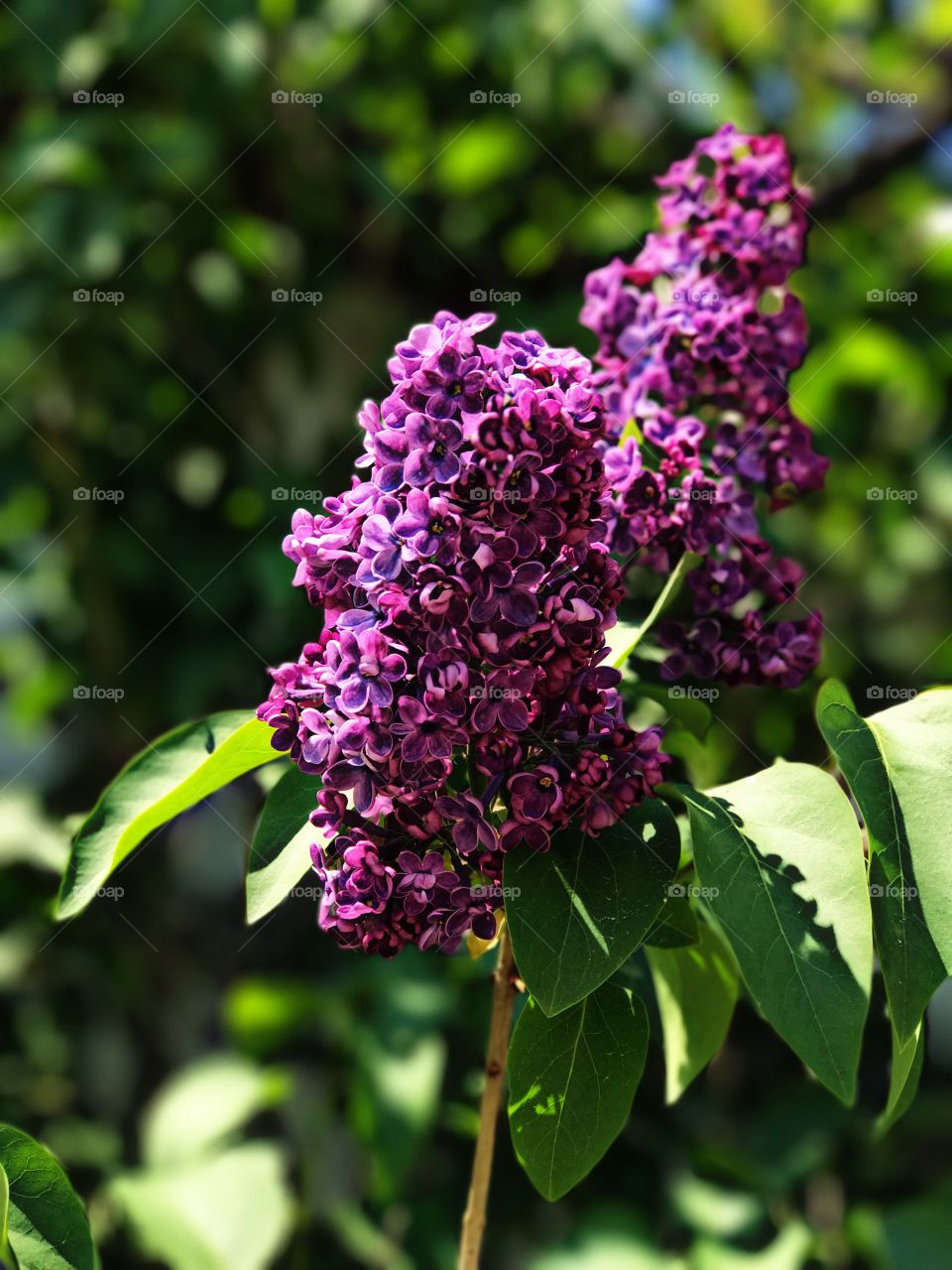 Sunlight on pink flower