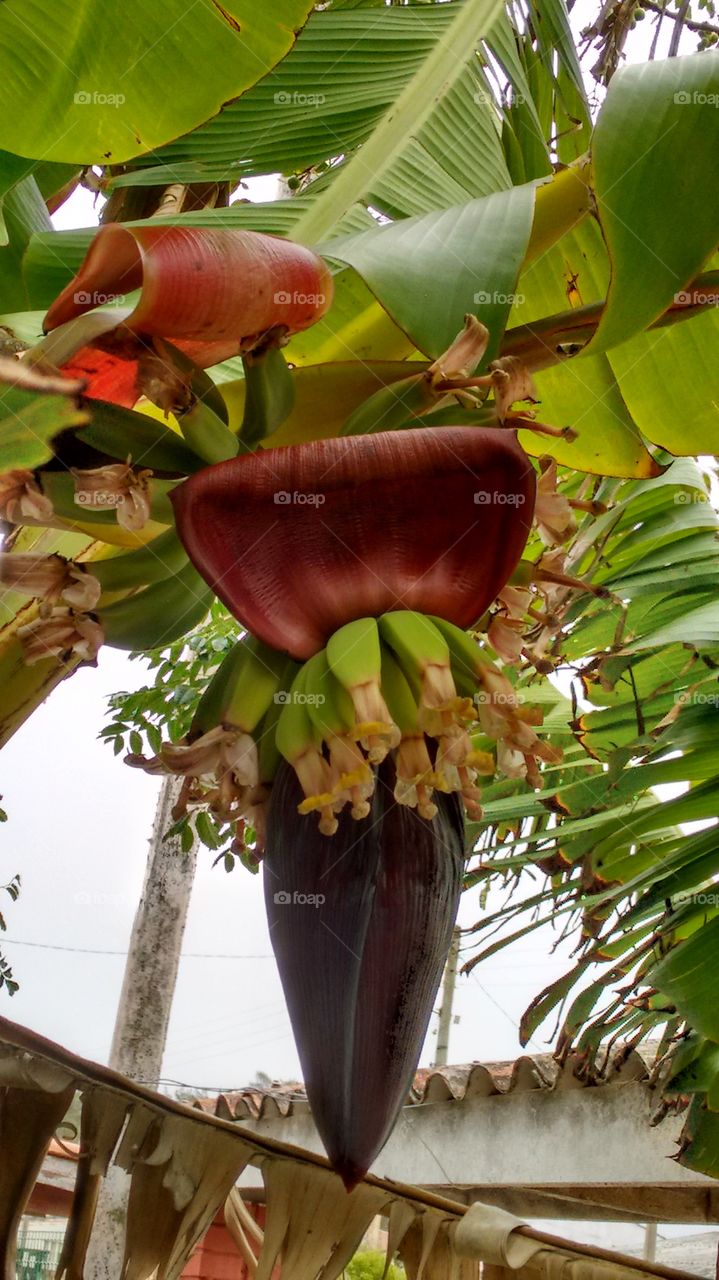 banana em floração lindo de mais flora brasileira