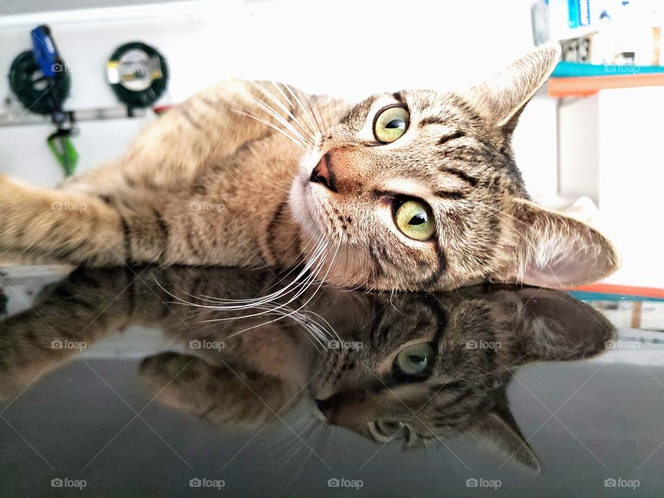 Tabby cat and his television laying on top of black car in the garage