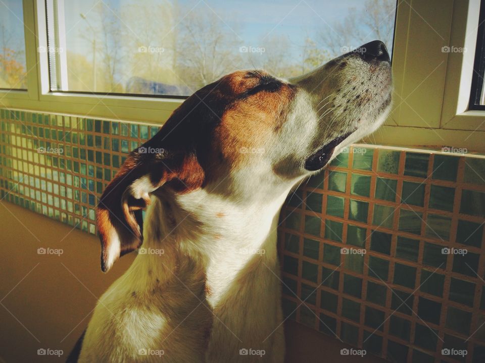 Dog at the window 