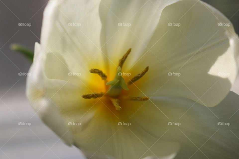 Tulip