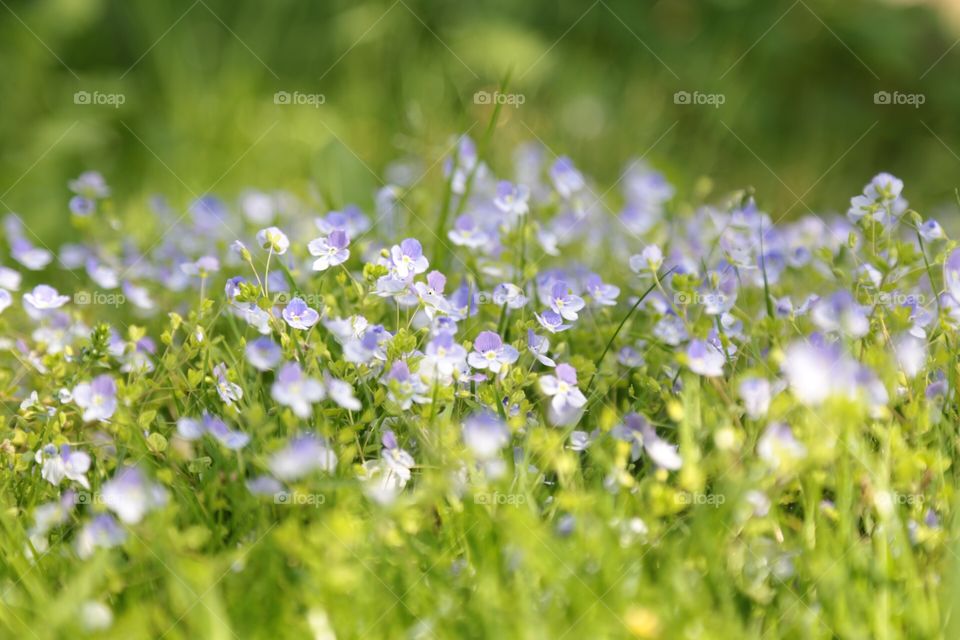 Blue flowers