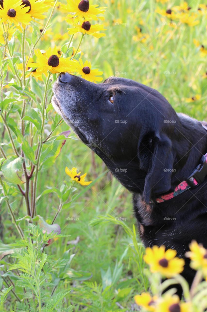 Gentle Sniff of a Flower 