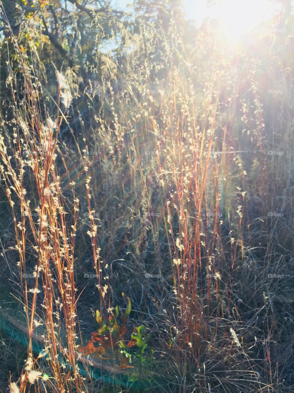 Golden Grass in the Sunset with Golden Rays. 