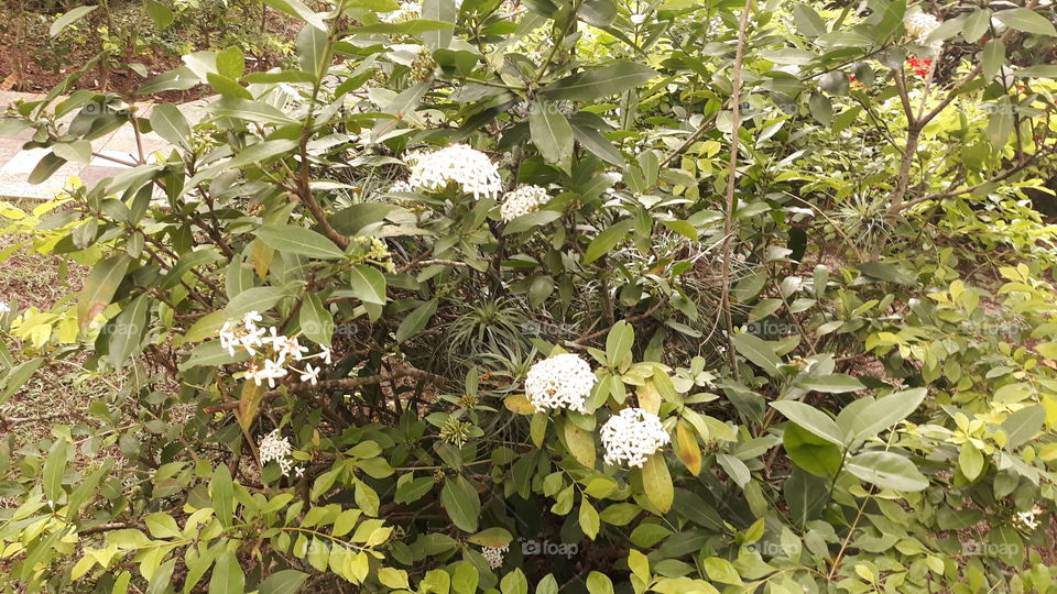 Ixora branca com as pétalas mais arredondadas. São espetaculares quando estão repletas de flores.