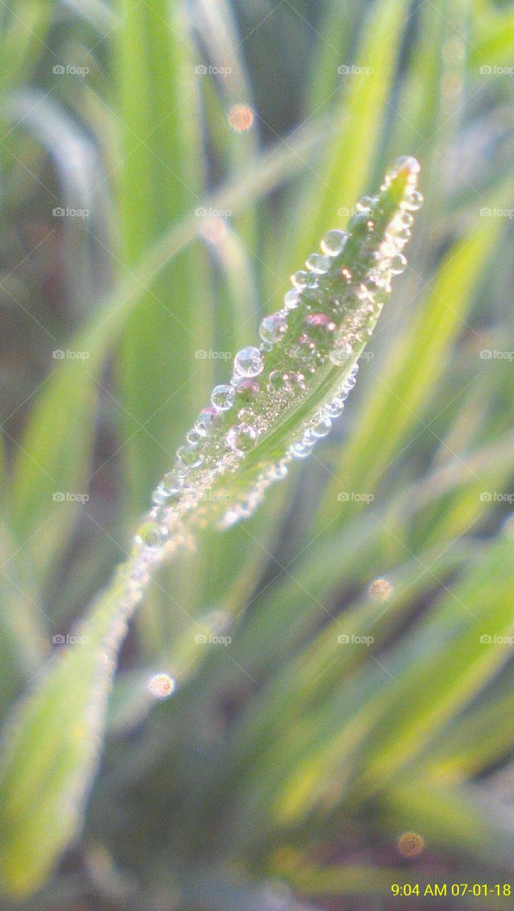 A winter morning captured a leaf of small wheat plant with drops holding on it