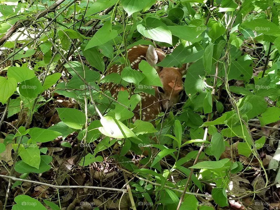 baby deer hiding.