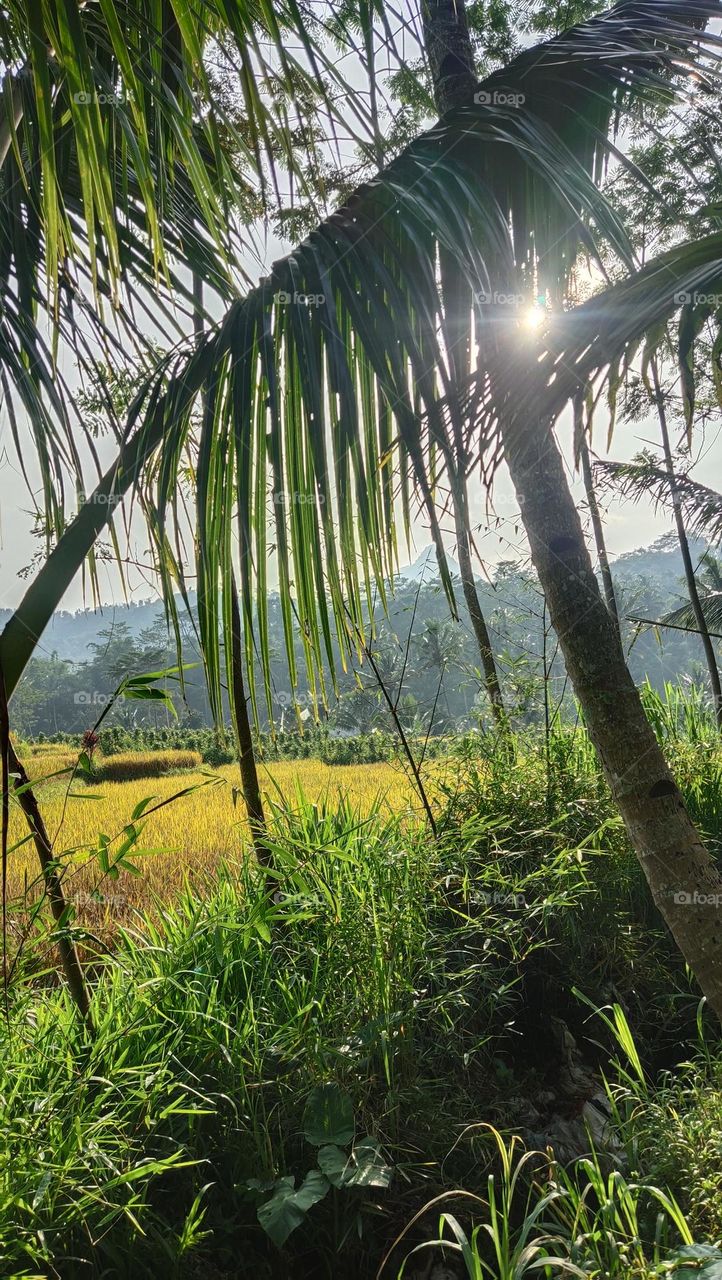 sinar matahari di sawah Ngantang