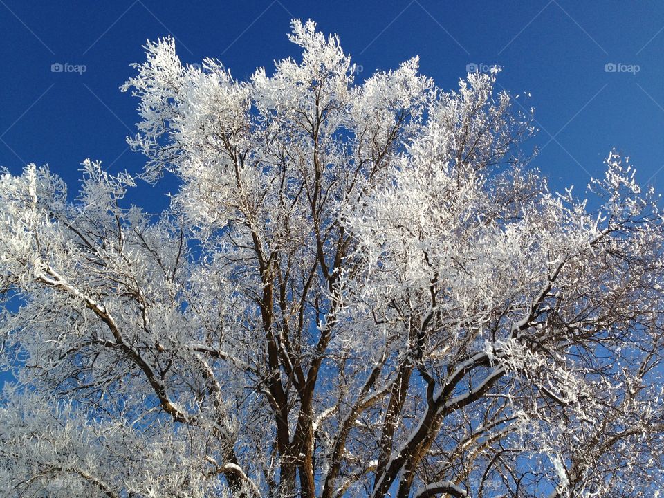 Snow-frosted tree in winter against the blue sky.