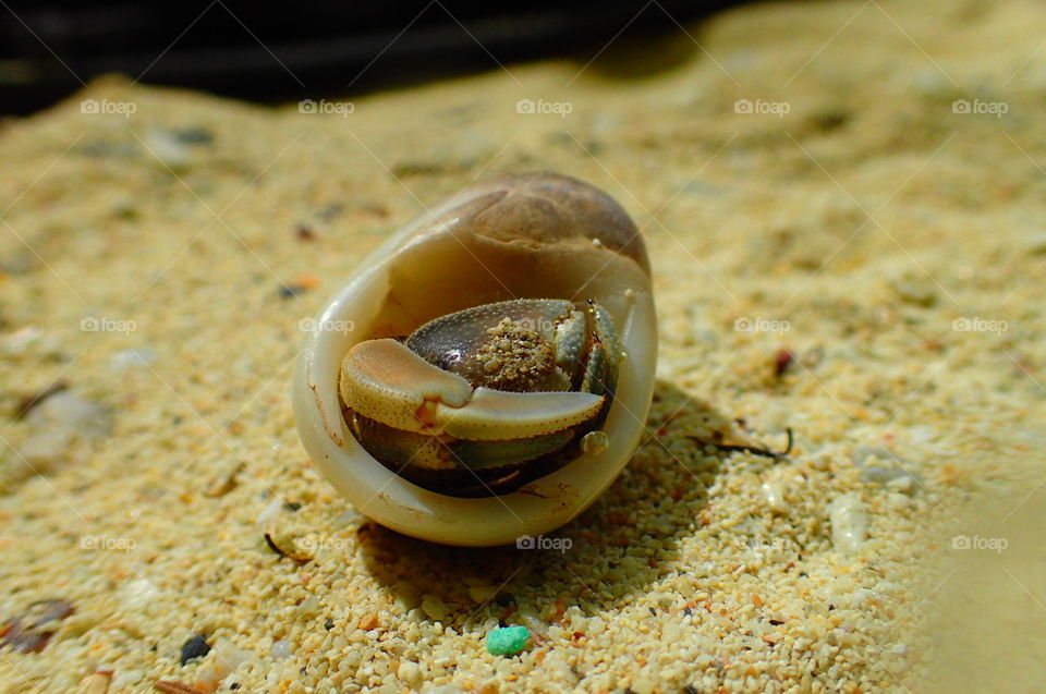shell