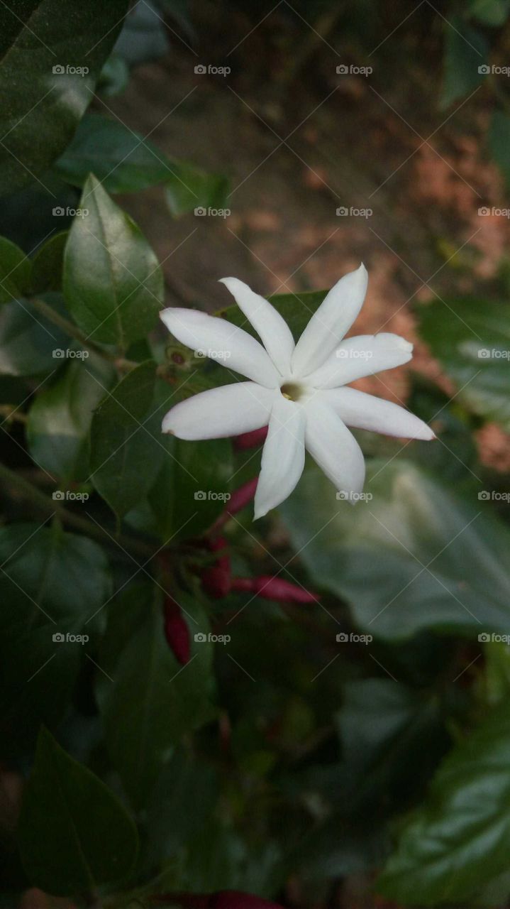 Blur photography of a white flower