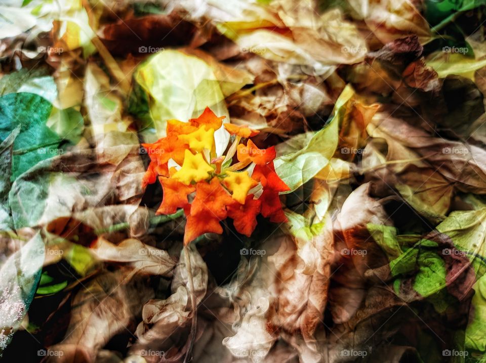 Colorful flower among the dry leaves
