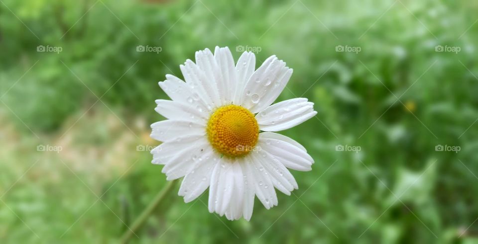 chamomile with raindrops in the grass