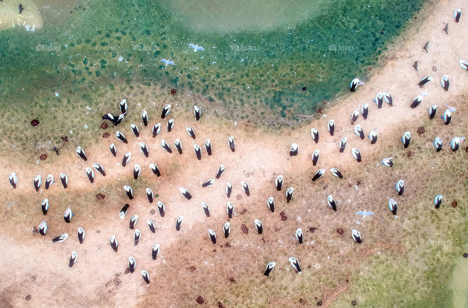 Pelican rookery