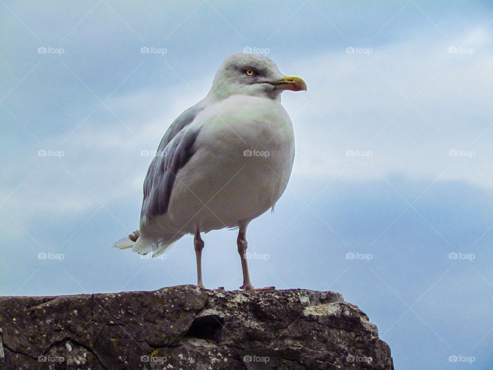 Seagull stood on a wall