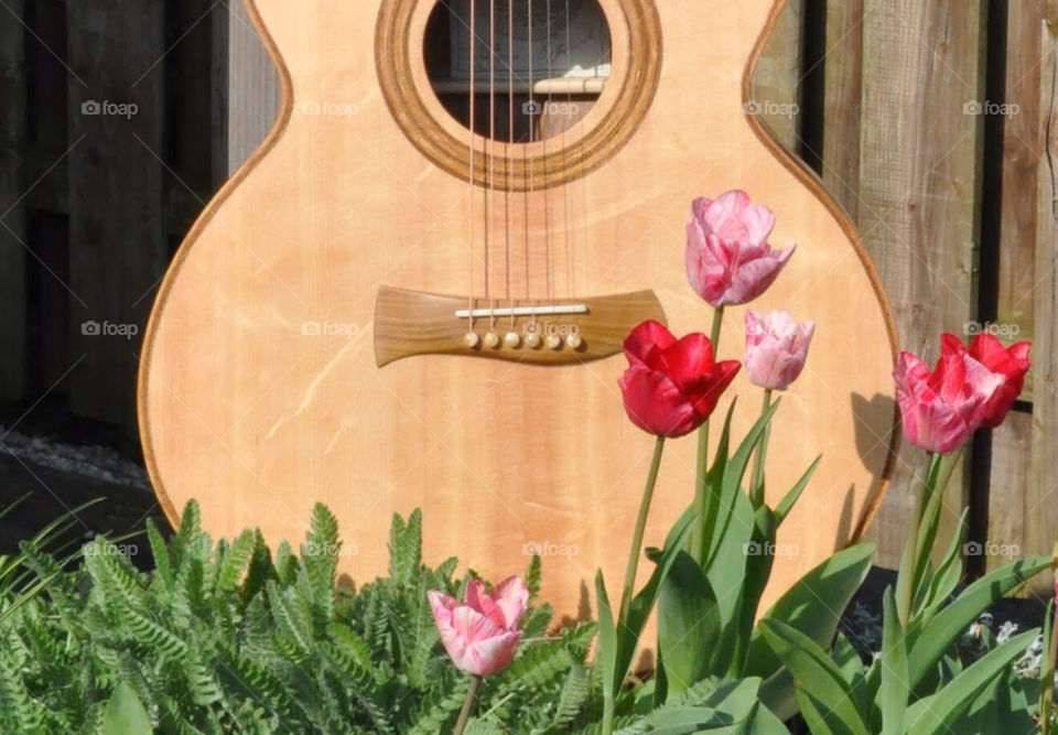 plant tulip bridge guitar by lisa_c