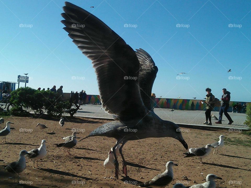 Beautiful flying seagull