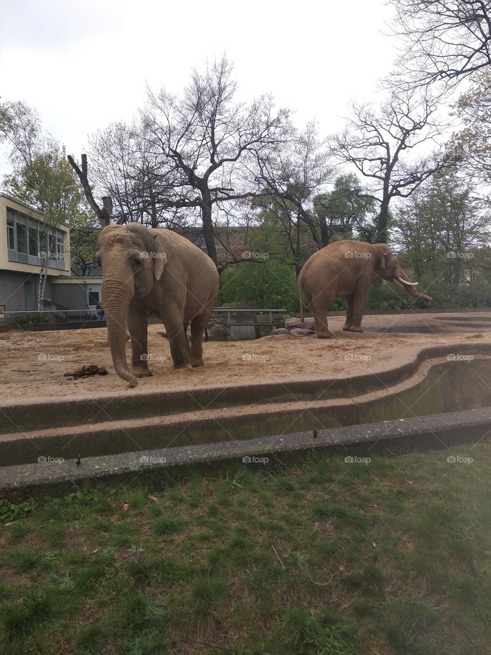 Elephants in Berlin Zoo