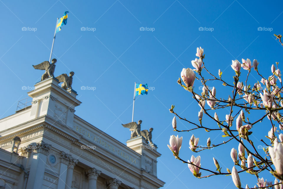 Blossom Magnolia at the University of Lund in Sweden.
