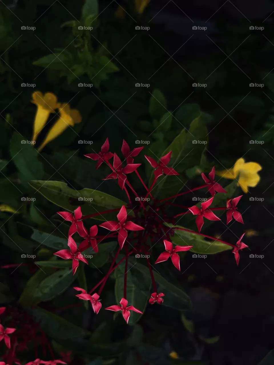 Red flower 