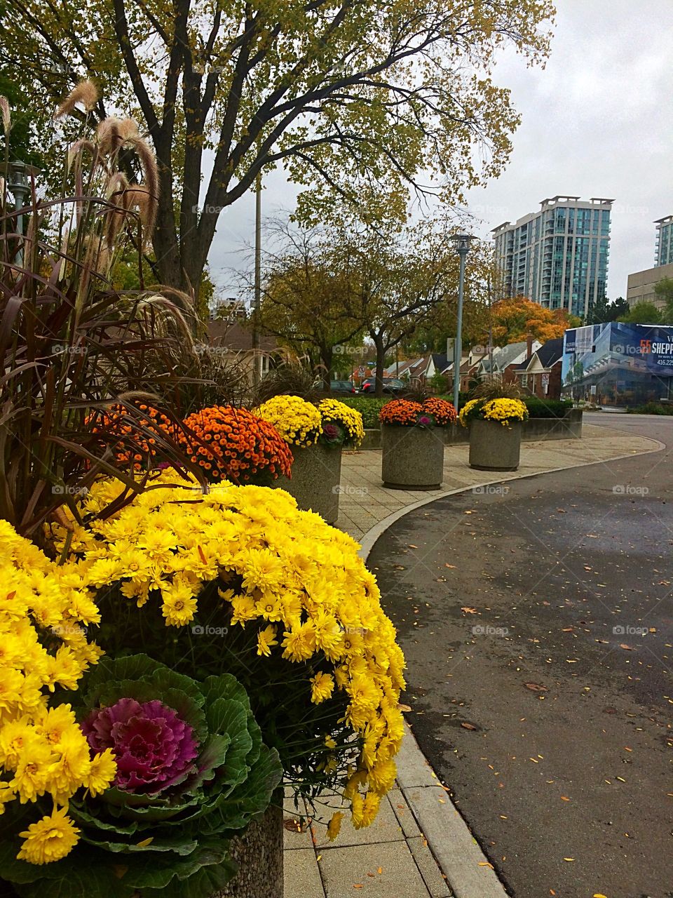 flowers in Toronto 