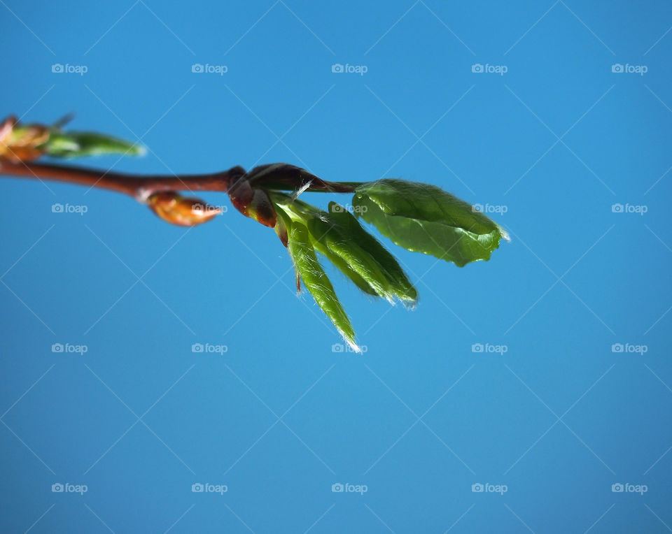 Blossoming birch leaves on a blue background.  Spring.