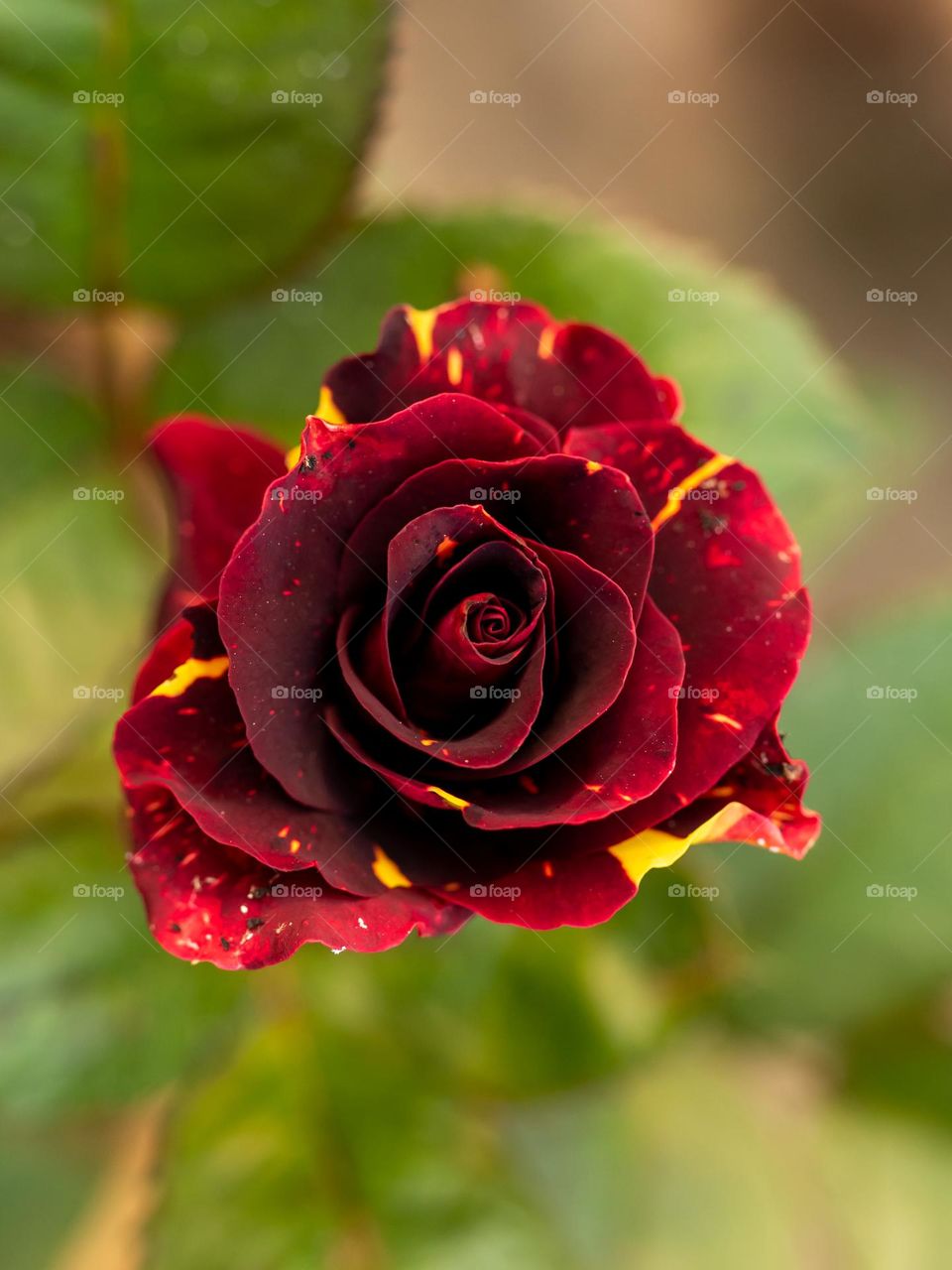 Beautiful Rose