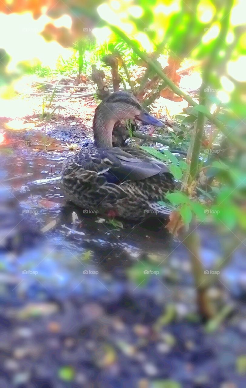 Nesting duck