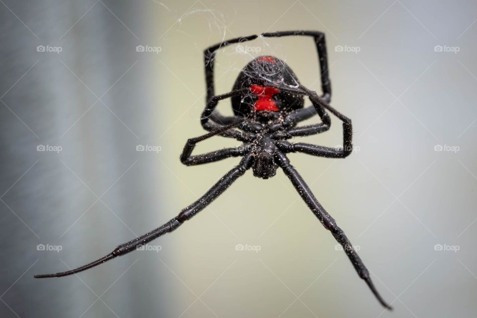 Everyone likes to make a nice rectangle! Southern Black Widow (Latrodectus mactans)