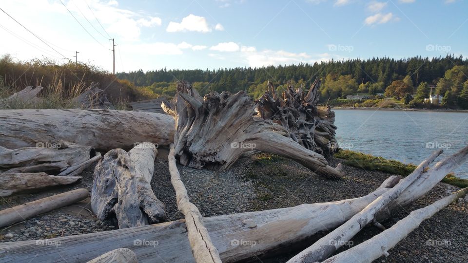 Large driftwood