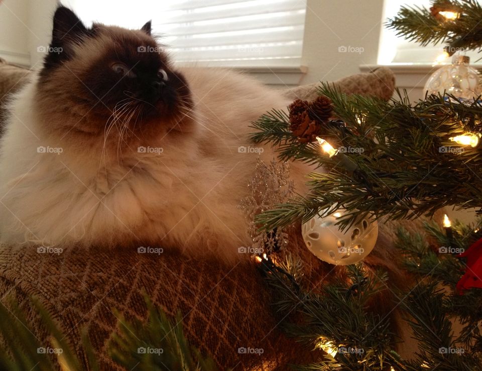 Himalayan kitty cat enjoying the Christmas tree 