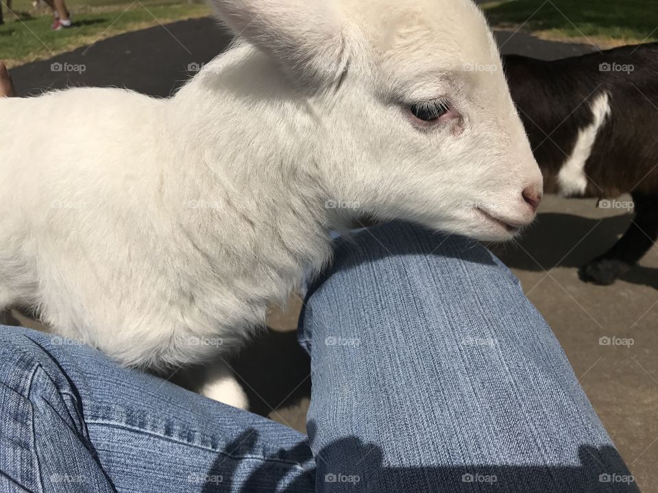 Fleece as white as snow