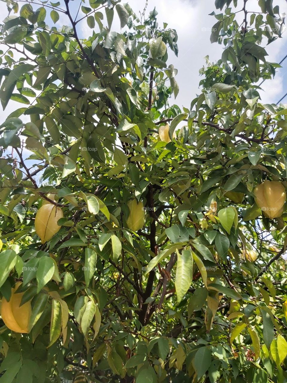 Starfruit tree.