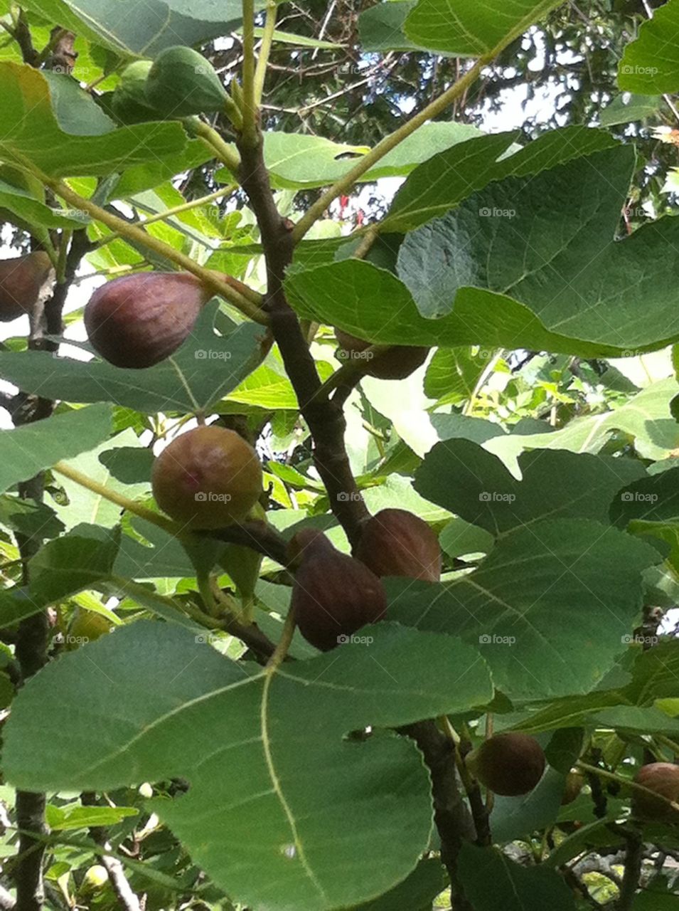 Fig tree