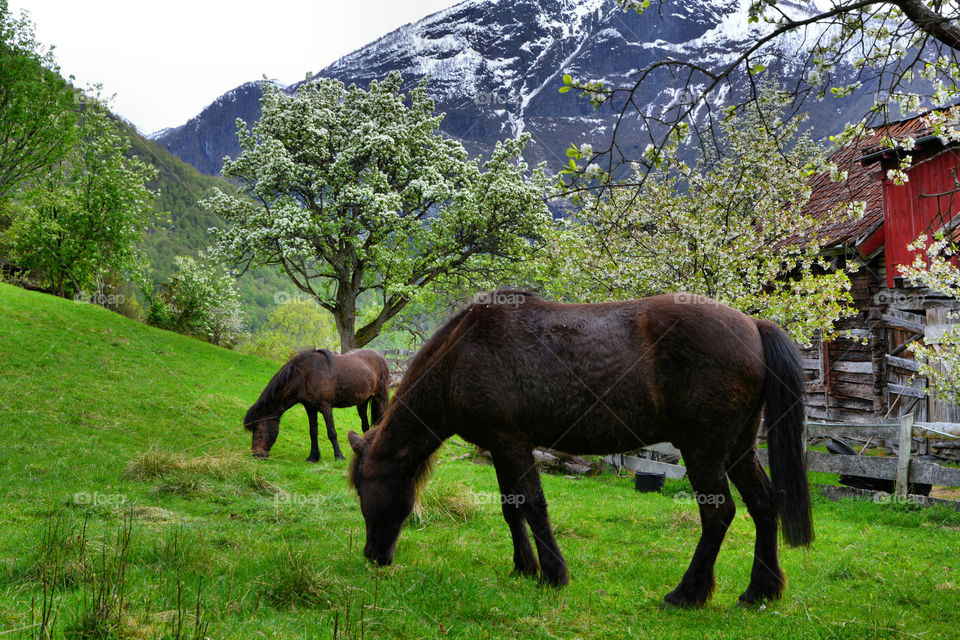 Horses in spring, Norway
