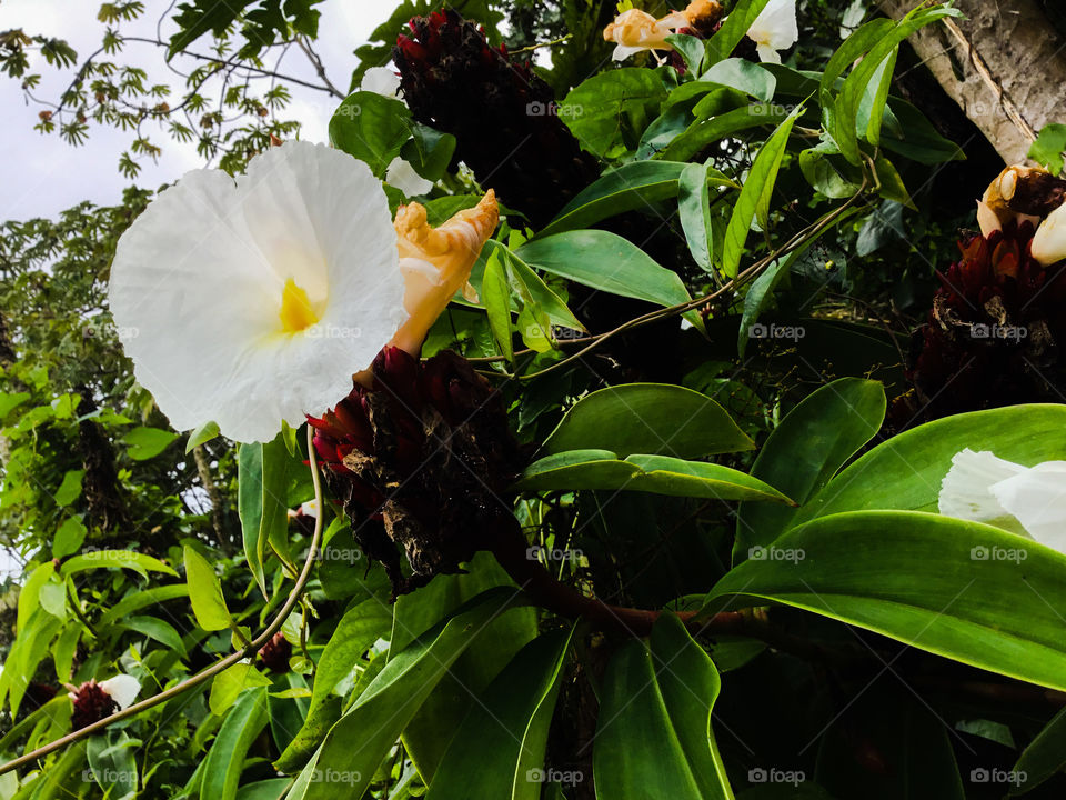 White jungle bloom