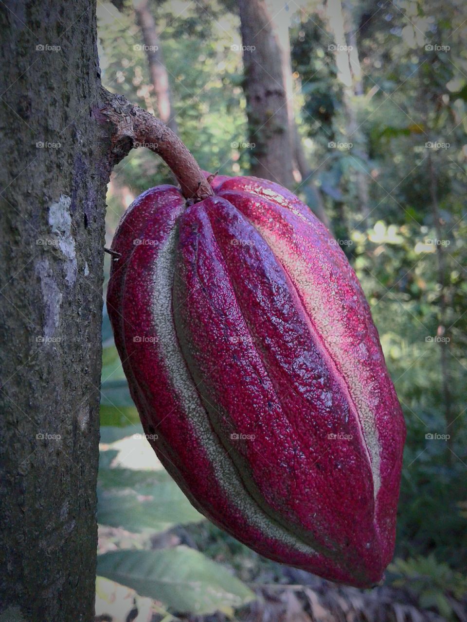 Cocova Fruit