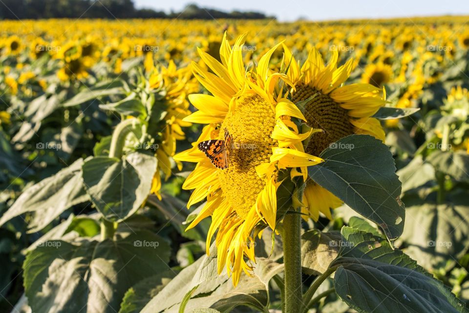 Butterfly in sunflower field 