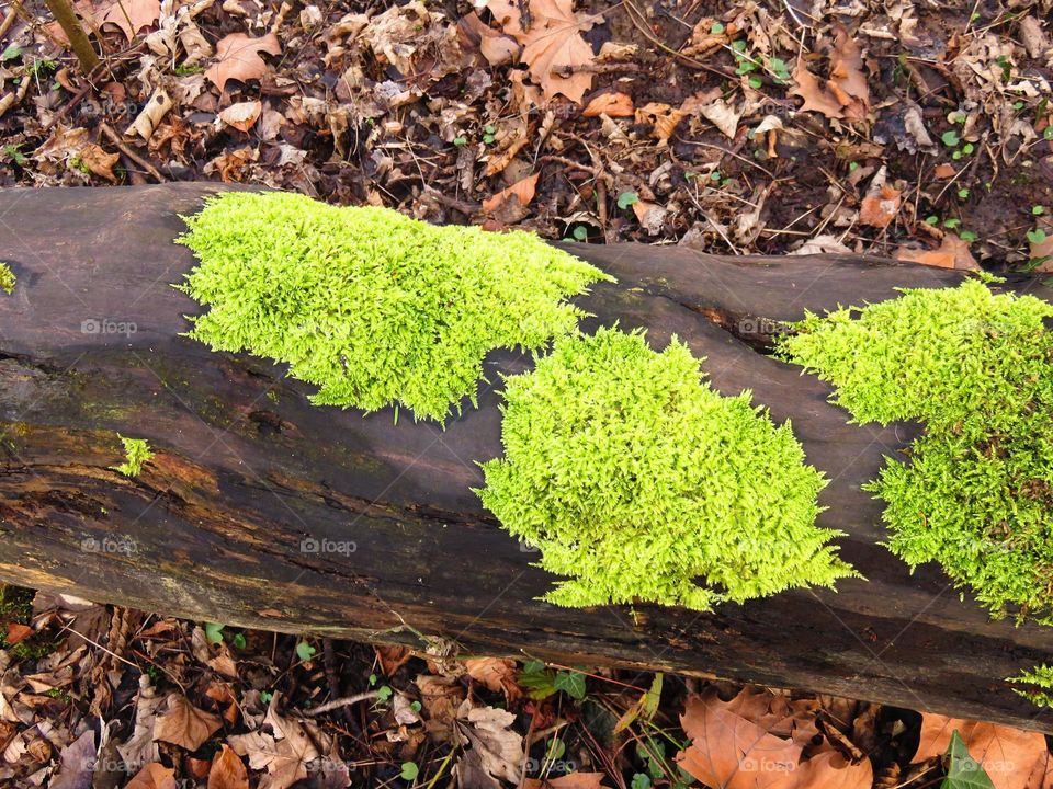 mossy bark