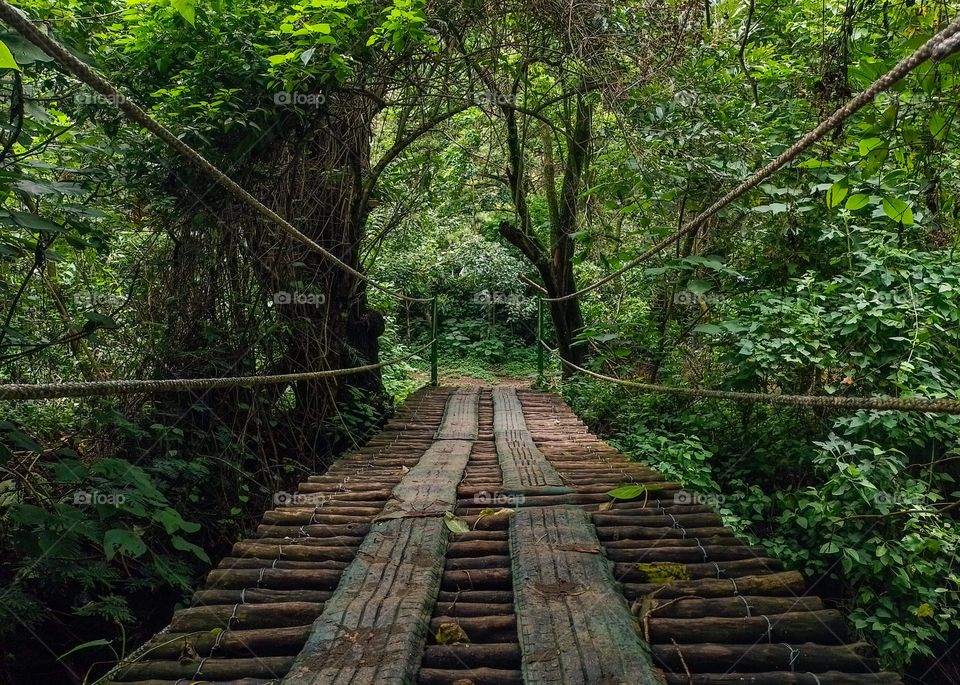 Bridge made of logs, ropes and tires, on a path with a lot of nature full of trees
